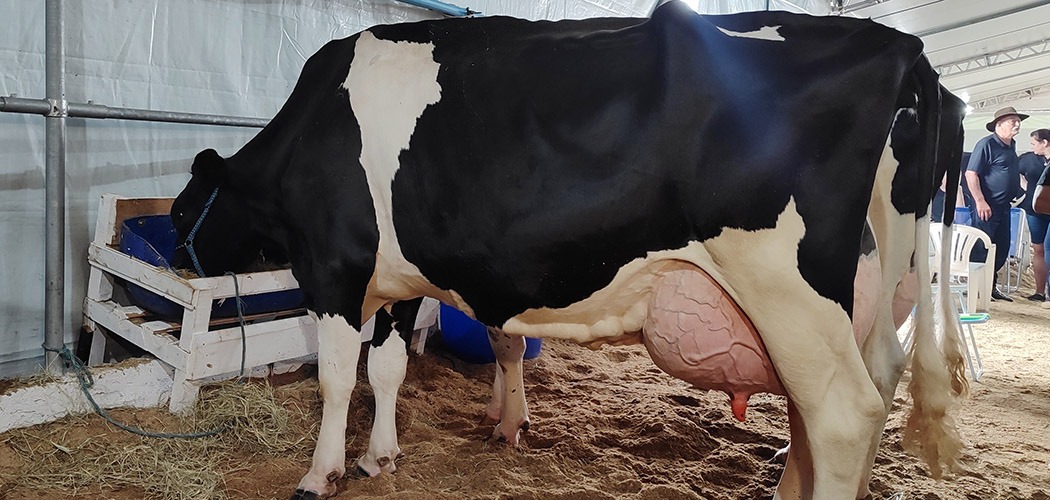 Painel do Projeto Campo Futuro levanta custos de produção da Pecuária de Leite em Treze Tílias