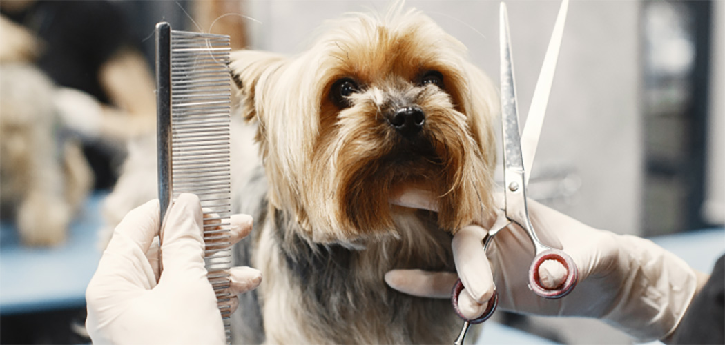 Síndrome do Banho e Tosa: Atenção tutores para riscos emocionais em pets