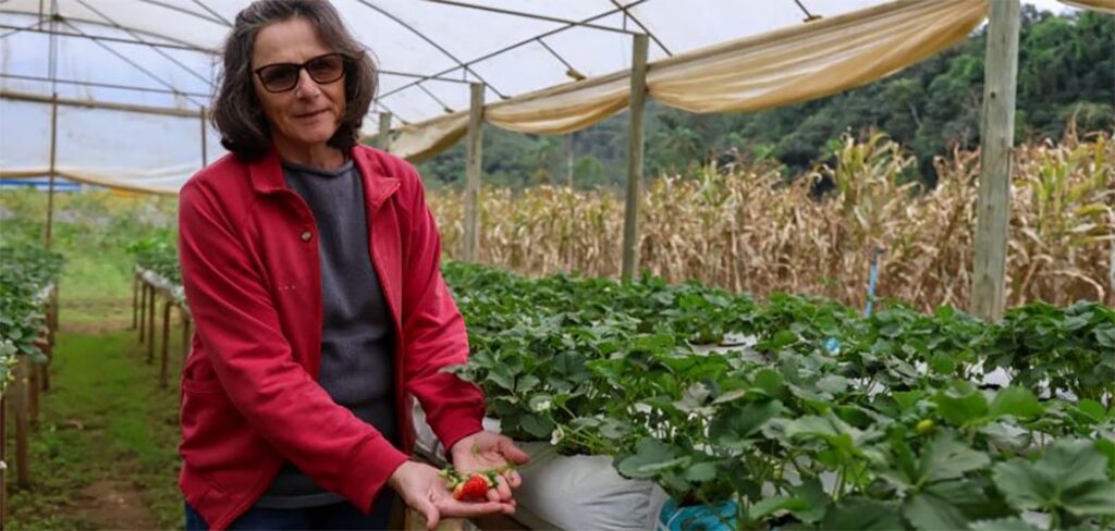 Epagri promove cultivo sustentável de morangos com biofertilizante