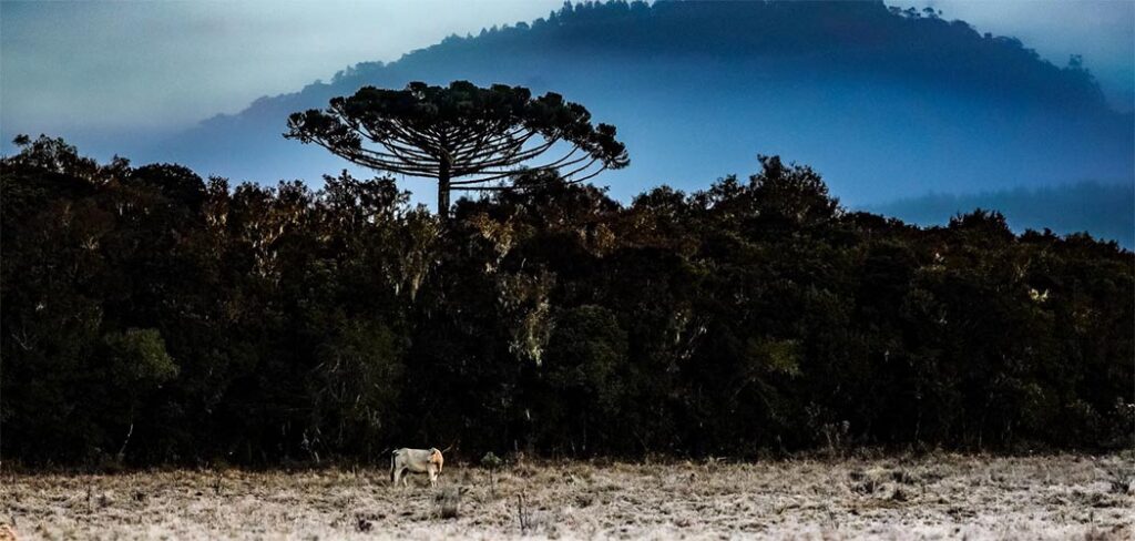 Previsão para o inverno 2025 em SC indica frio intenso, geadas e nevoeiros
