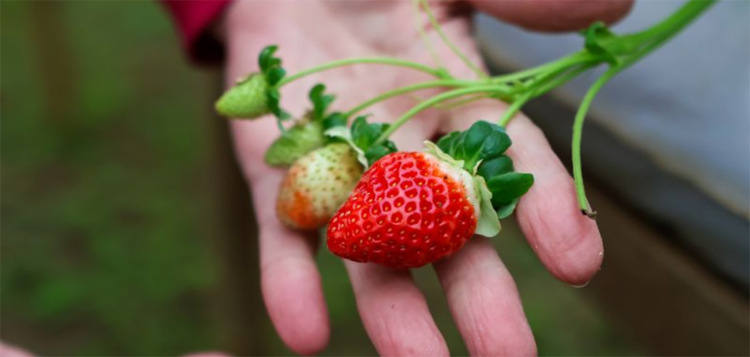 Epagri promove cultivo sustentável de morangos com biofertilizante