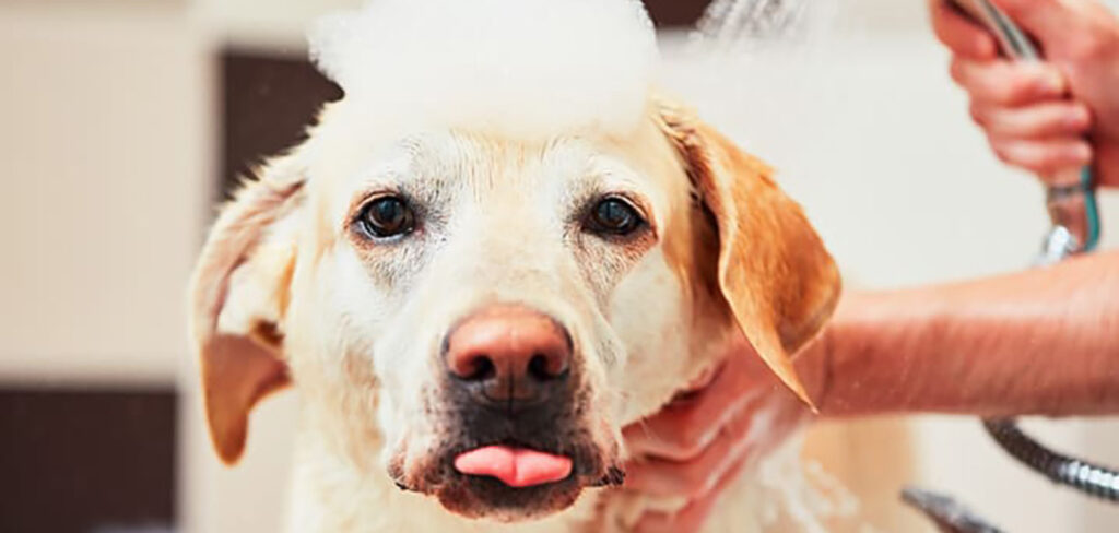 Síndrome do Banho e Tosa: Atenção tutores para riscos emocionais em pets