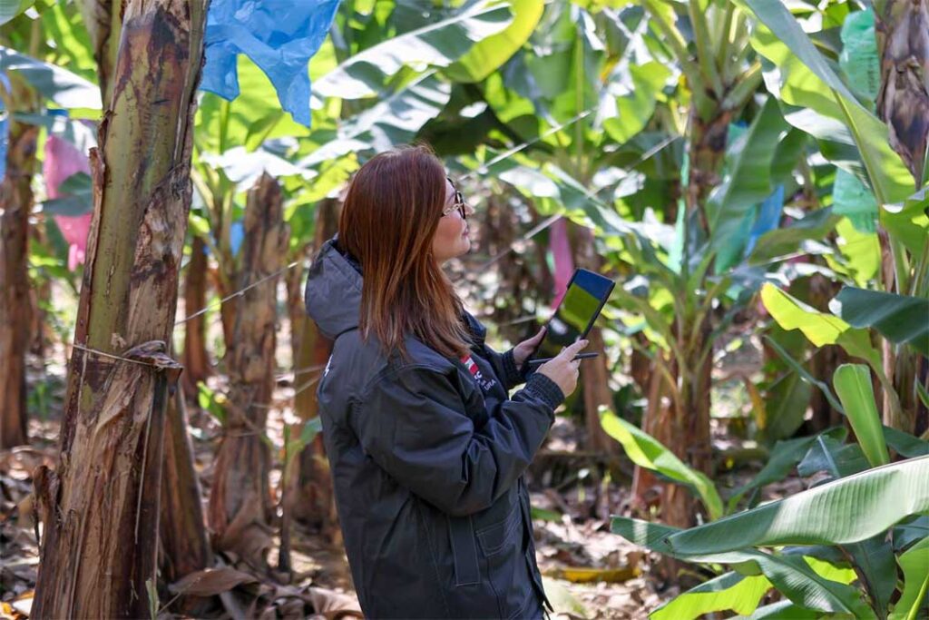 A partir das imagens obtidas com uso dos drones, os profissionais da defesa vegetal obtém dados sobre plantas saudáveis