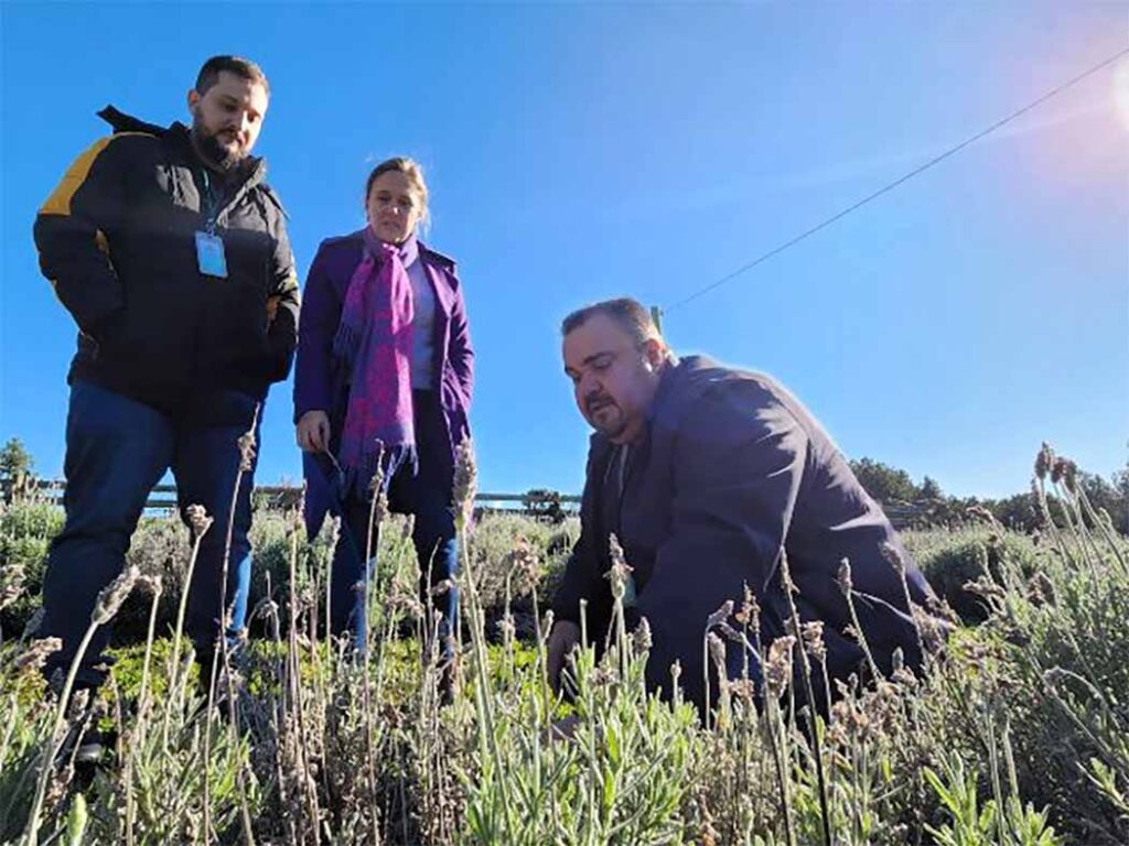Lígia Melo de Liz produz lavanda em área de 90 hectares, onde já investe em reflorestamento, agricultura e pecuária/Foto: Pablo Gomes/ Epagri