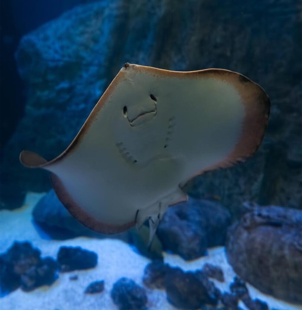 Oceanic Aquarium /Foto: Maythe Novak-Bom Dia SC