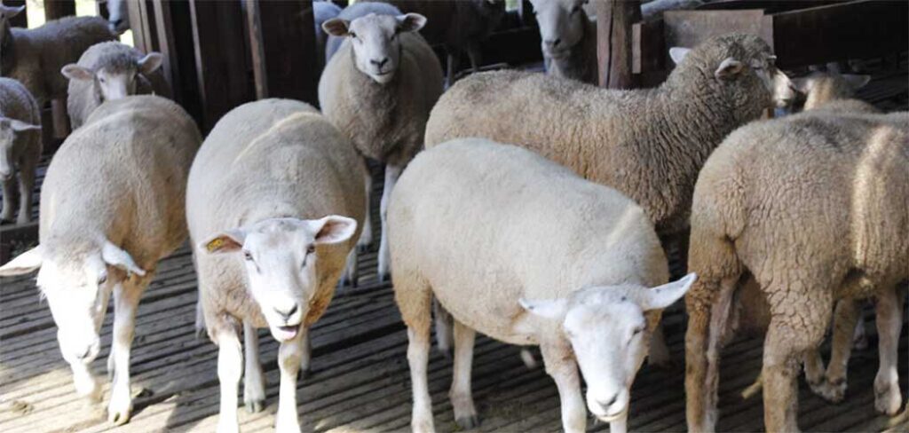 A realização do seminário reforça o compromisso das entidades parceiras com o crescimento organizado e sustentável da ovinocaprinocultura catarinense/Foto: Maythe Novak-Bom Dia SC