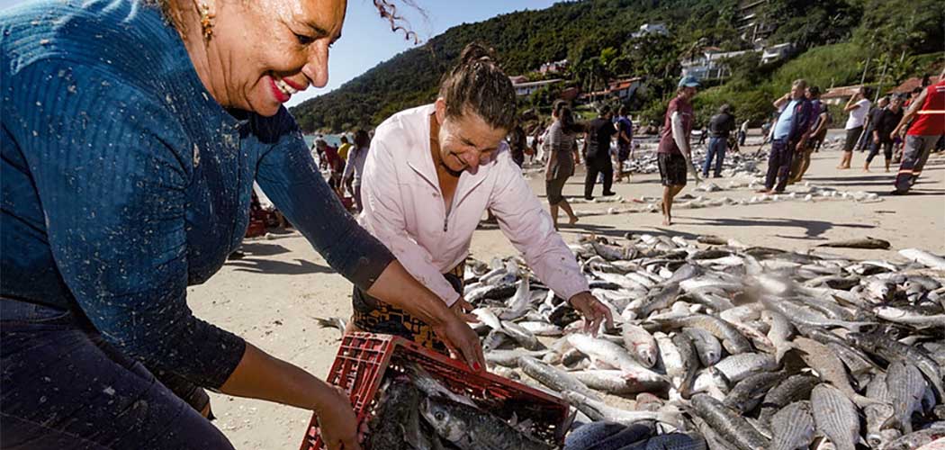 Fim da restrição que limita à pesca da tainha em SC pode ser votada na semana que vem pelo CCJ