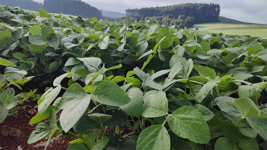 Para Santa Catarina, a medida reafirma o protagonismo no cenário agropecuário nacional e internacional/foto: Evandro Novak-TV Bom Dia SC