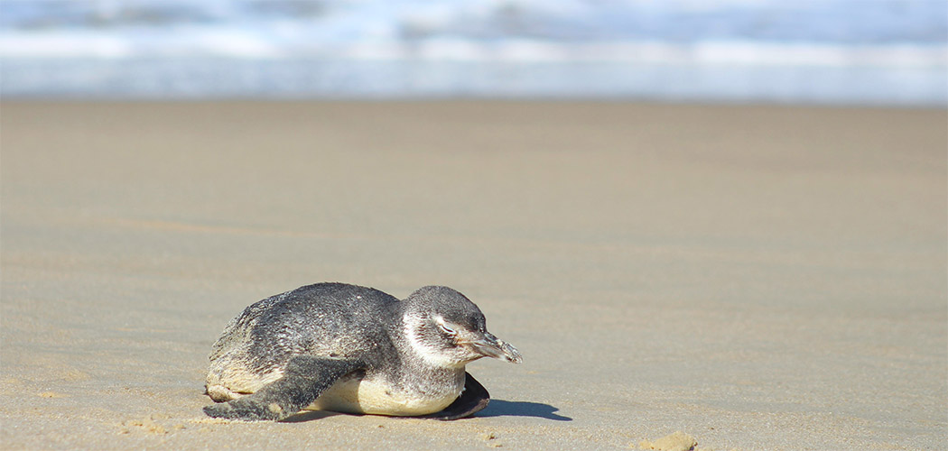 Em um mês, mais de 300 pinguins são registrados em praias de Florianópolis