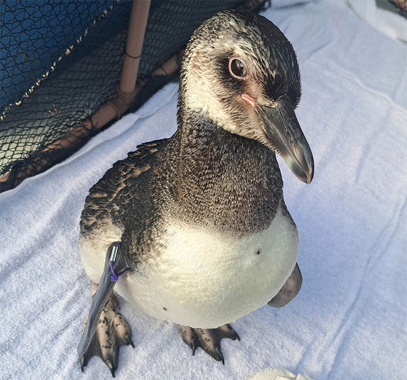 Em um mês, mais de 300 pinguins são registrados em praias de Florianópolis
