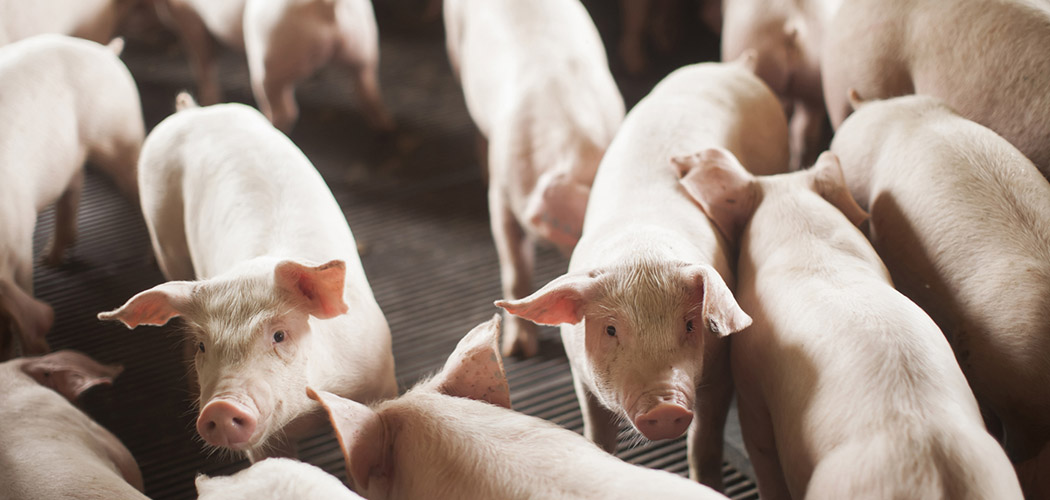 SC bate recorde nas exportações de carne suína no 1º semestre