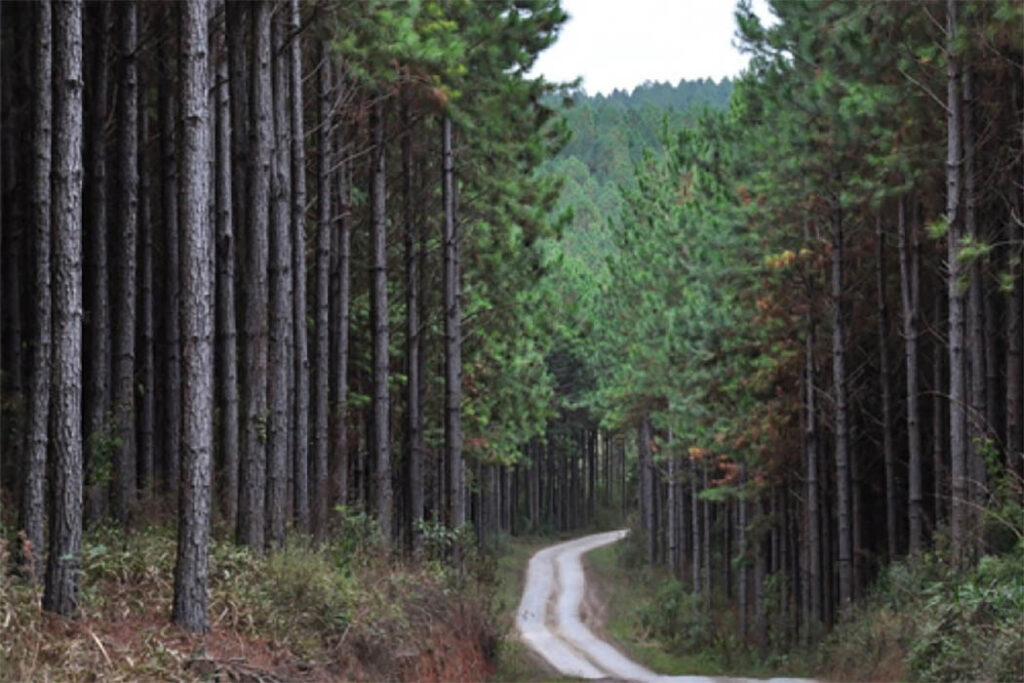 Tanto o Código Ambiental Catarinense, quanto o Código Florestal nacional já tiveram sua constitucionalidade validada pelo STF
