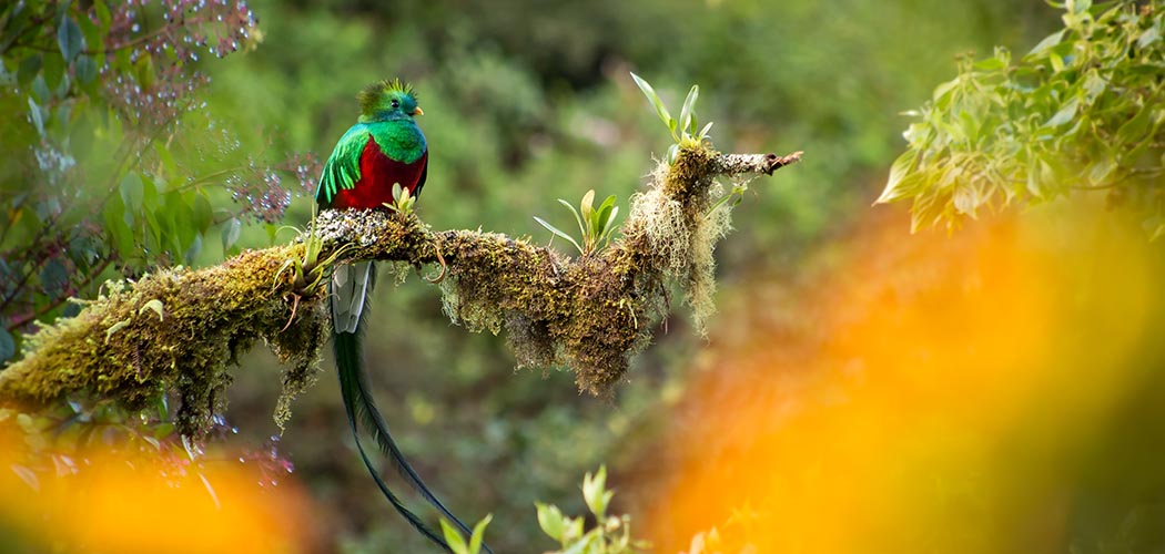 Costa Rica: paraíso mundial da observação de pássaros