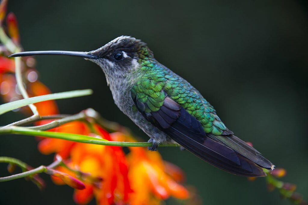 Costa Rica - Observação de Aves 