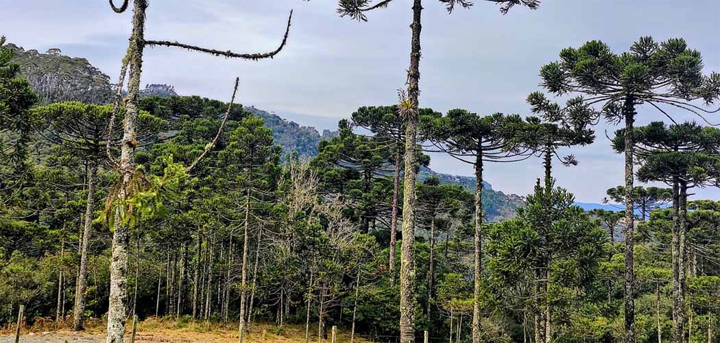 Vetos a projeto que moderniza licenciamento ambiental são retrocesso, diz FIESC
