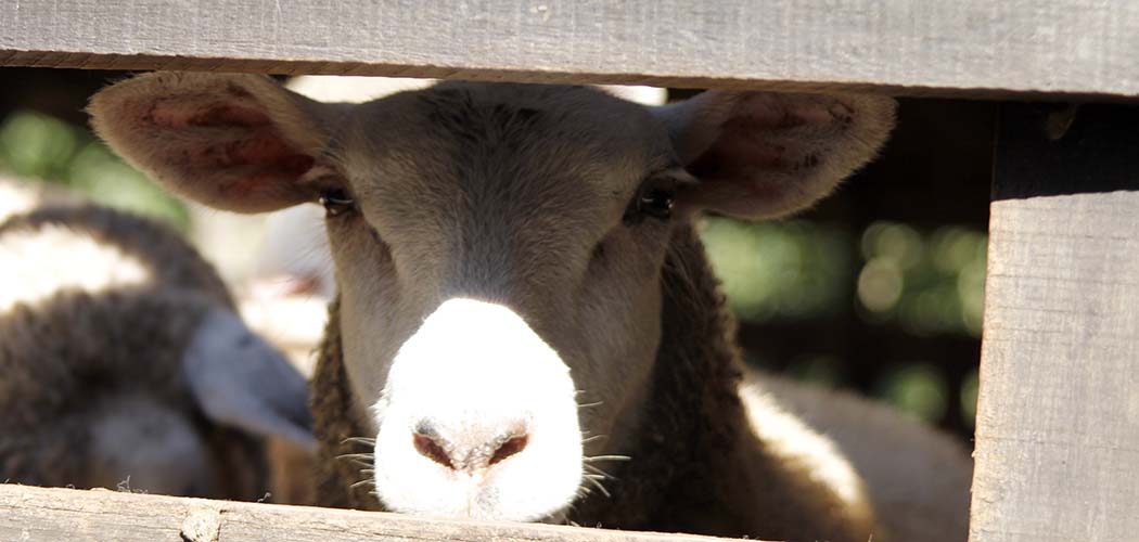 Do campo ao mercado: Extremo Oeste se organiza para ampliar a ovinocaprinocultura