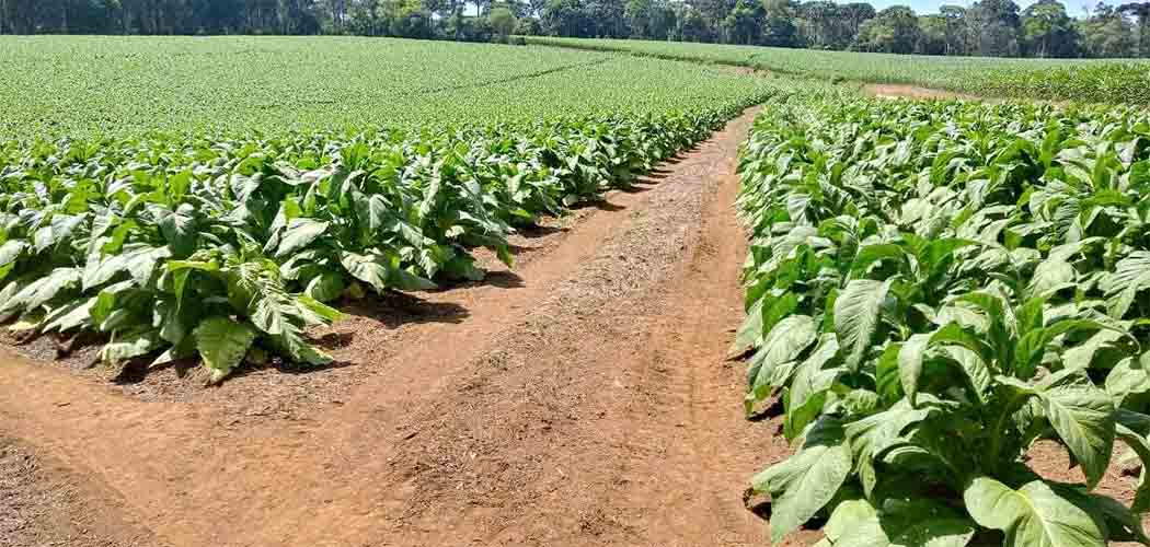 Decreto dos EUA impõe 50% de tarifa ao tabaco brasileiro