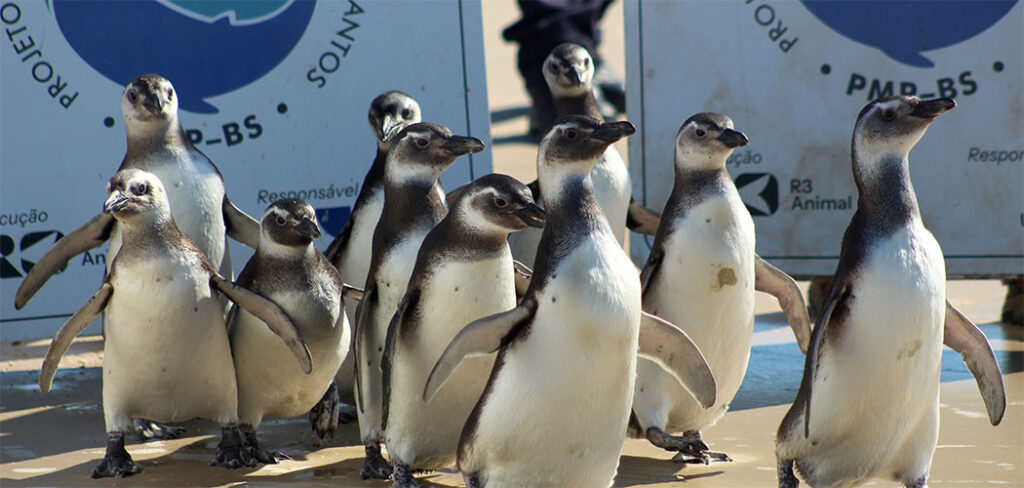 11 piguins soltos em Florianópolis