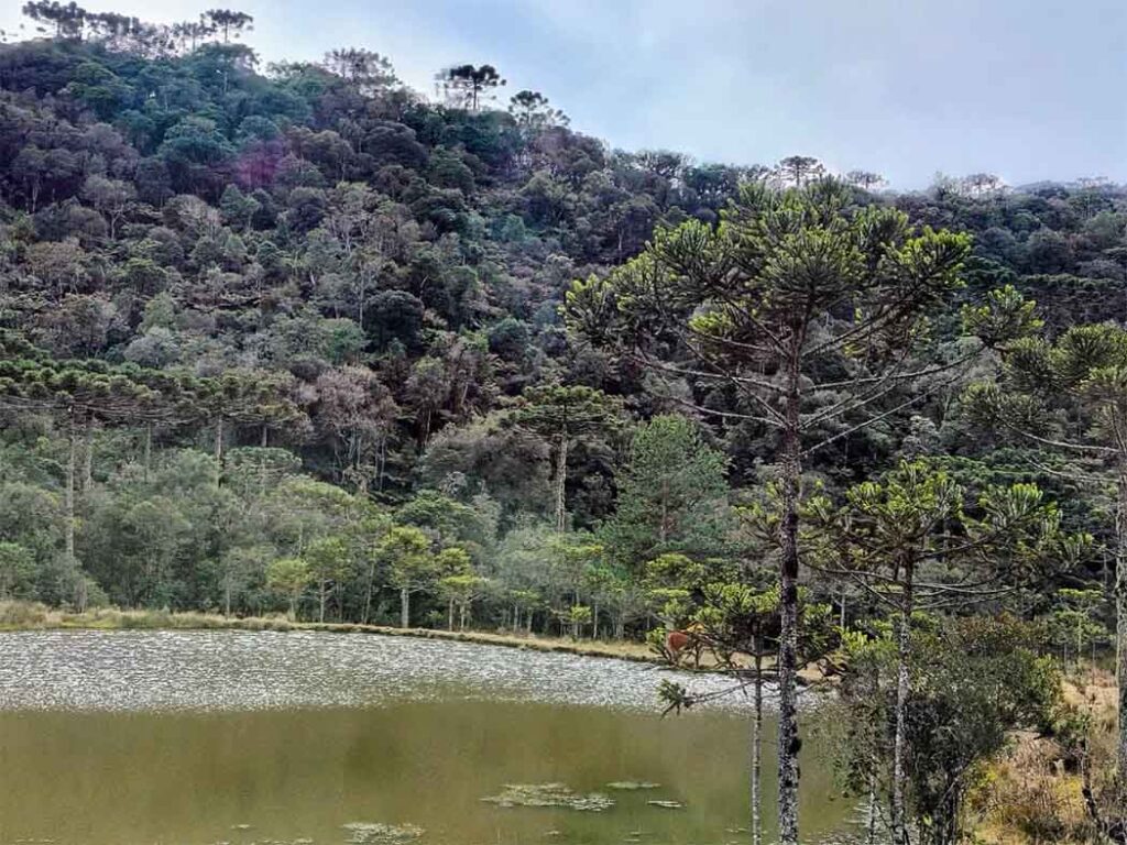 FAESC e o Manejo das Araucárias