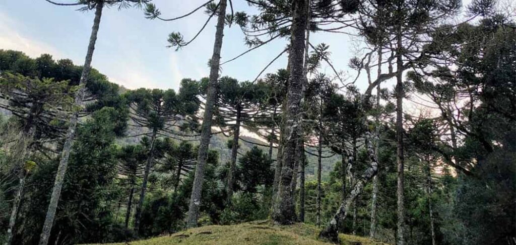 FAESC e o Manejo das Araucárias -