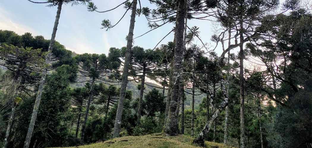FAESC e o Manejo das Araucárias -