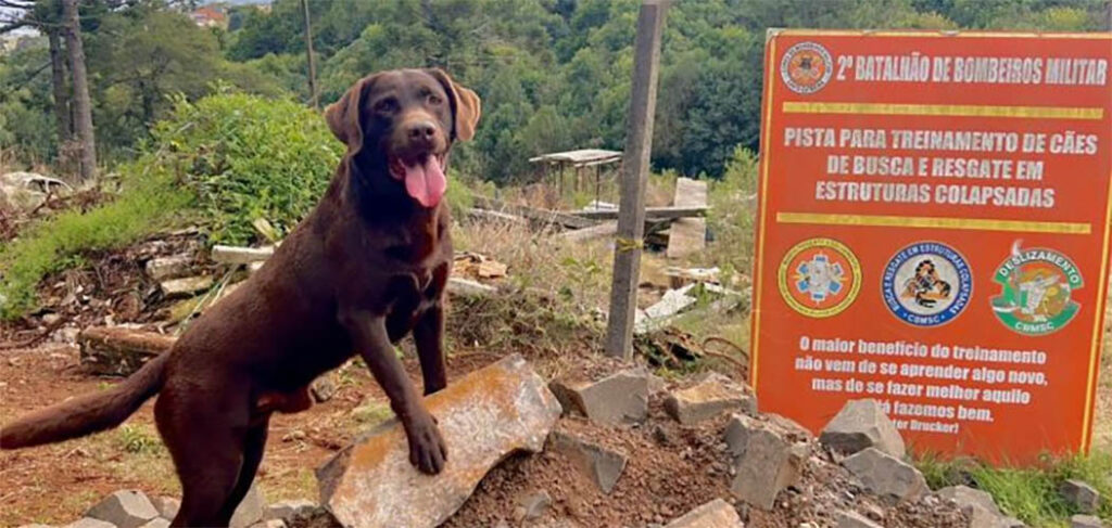 CBMSC realiza treinamento de cães de busca e resgate em Curitibanos