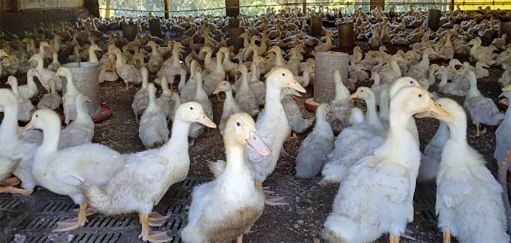 Brusque intensifica produção de marrecos