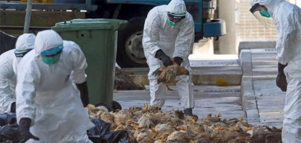 Gripe aviária mata cerca de 20 mil galinhas no Iraque