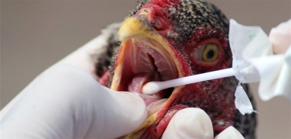 Gripe aviária no Iraque -