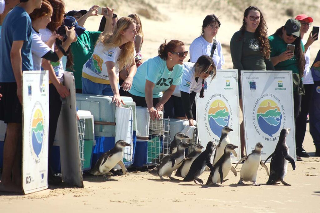 Pinguins são devolvidos ao mar