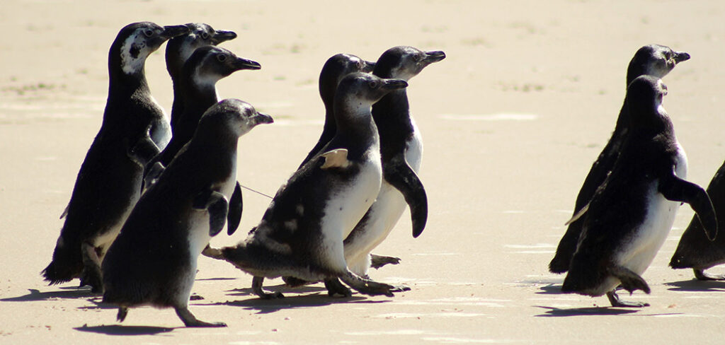 Pinguins são devolvidos ao mar
