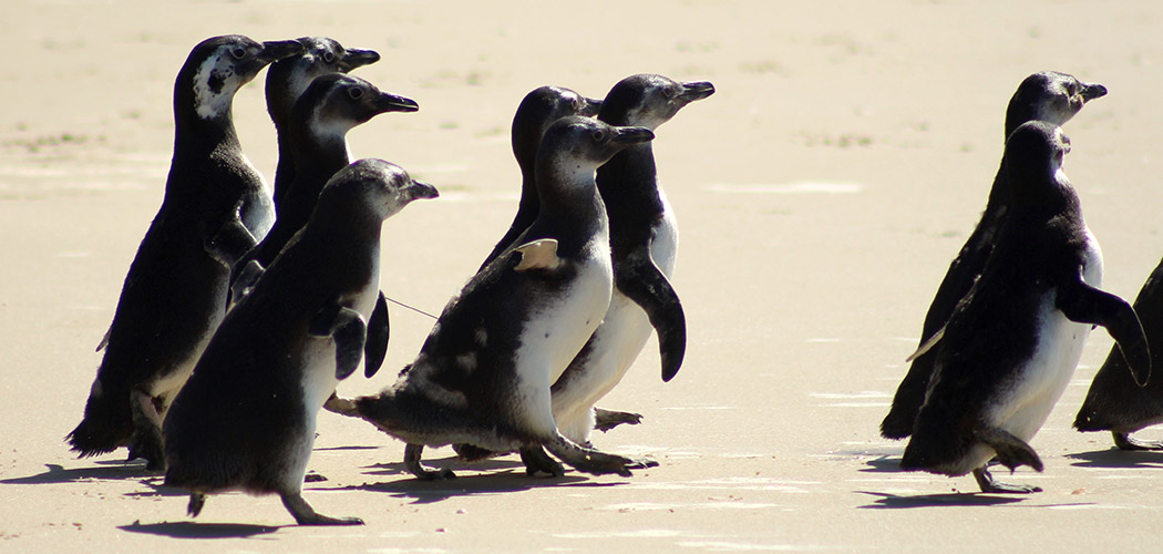 Pinguins são devolvidos ao mar