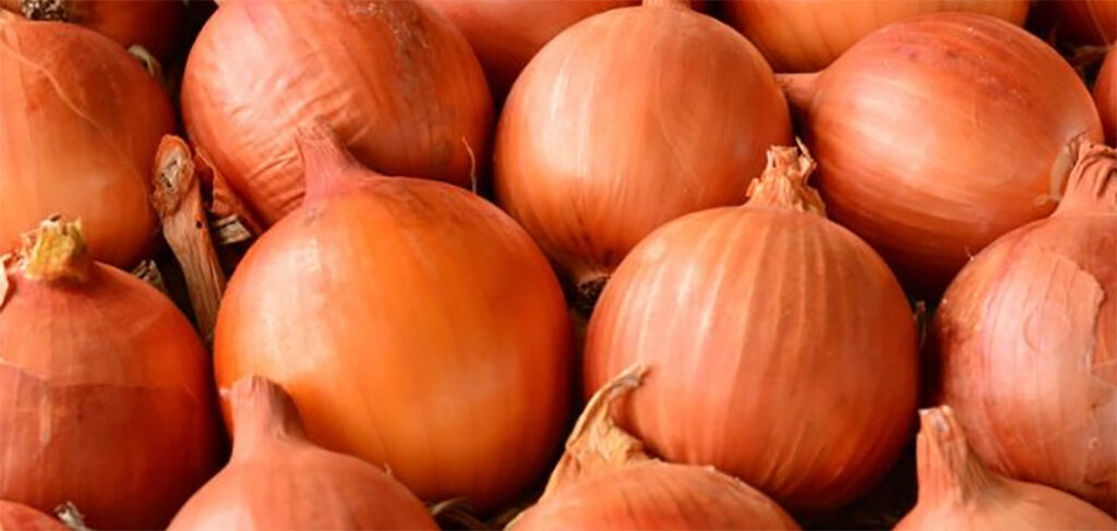 Colheita da cebola avança em SC com expectativa de aumento na produção