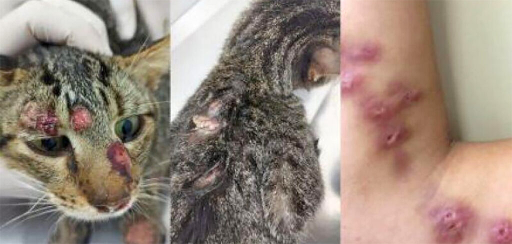Alerta: surto fúngico em gatos traz alerta para a saúde pública
