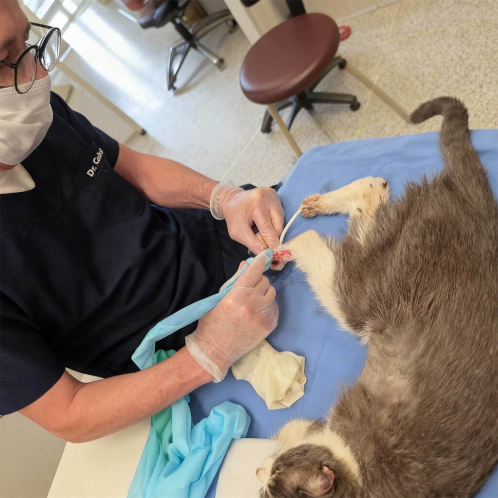 Alerta: surto fúngico em gatos traz alerta para a saúde pública