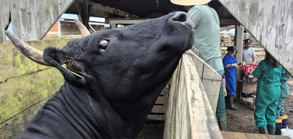 Epagri Lages avalia vacas
