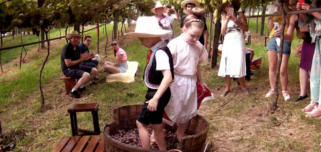 Evento inédito une Prefeitura e a recém-criada Associação Visite Pinheiro Preto para celebrar a safra da uva