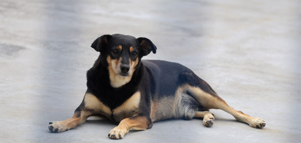 Governo de SC inicia repasses a municípios do programa Pet Levado a Sério