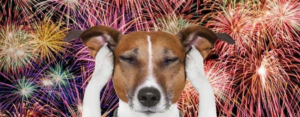 Além dos cachorros: os efeitos dos fogos de artifício em outros animais