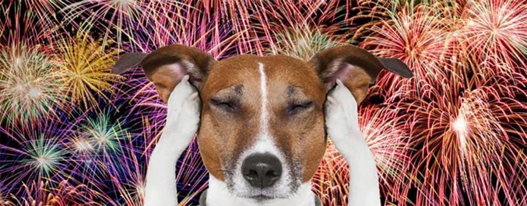 Além dos cachorros: os efeitos dos fogos de artifício em outros animais