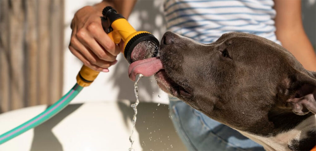 Como cuidar dos pets nos dias quentes de verão?