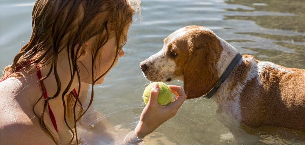 Como cuidar dos pets nos dias quentes de verão?