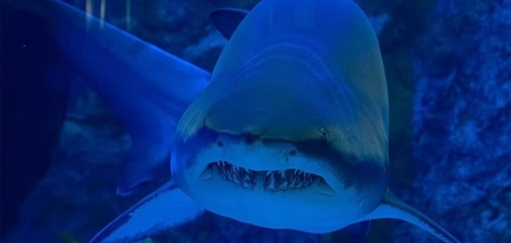 Oceanic Aquarium comemora 6 anos e sorteia mergulho com tubarões