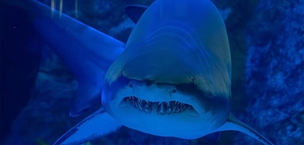 Oceanic Aquarium comemora 6 anos e sorteia mergulho com tubarões