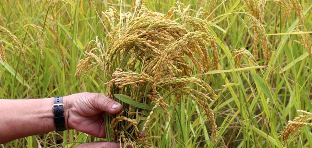 Santa Catarina é o segundo maior produtor de arroz do Brasil, mas que os produtores vivem um momento de pressão econômica