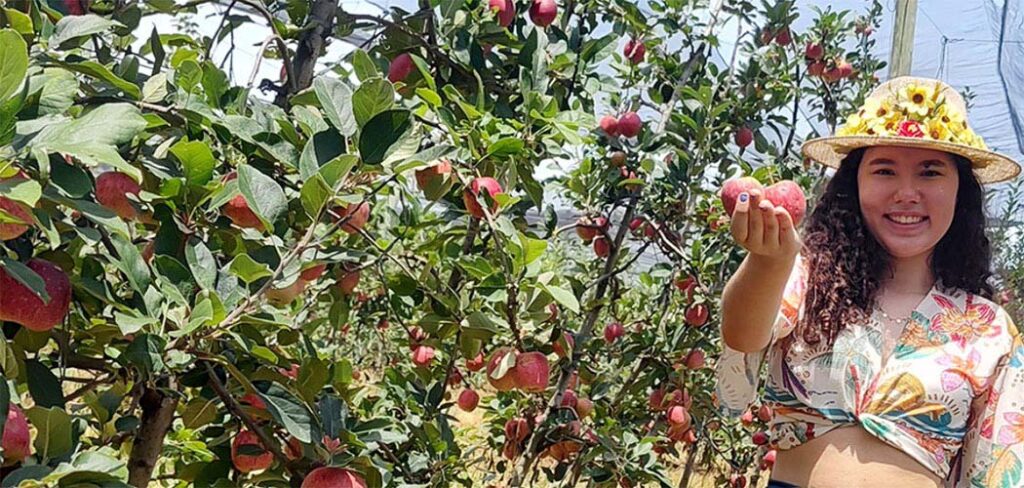Tradicional evento de Abertura Oficial da Colheita da Maçã em Fraiburgo, marca o início da safra 2025/26