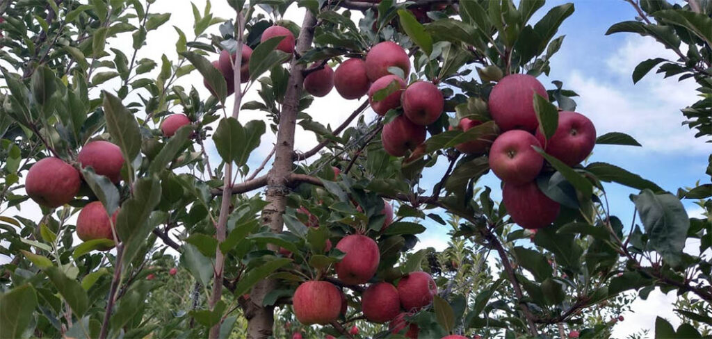 Santa Catarina é hoje o maior produtor de maçãs do país, responsável por mais de 50% da produção nacional. Fraiburgo tem papel central nesse cenário, com 1.781 hectares de macieiras