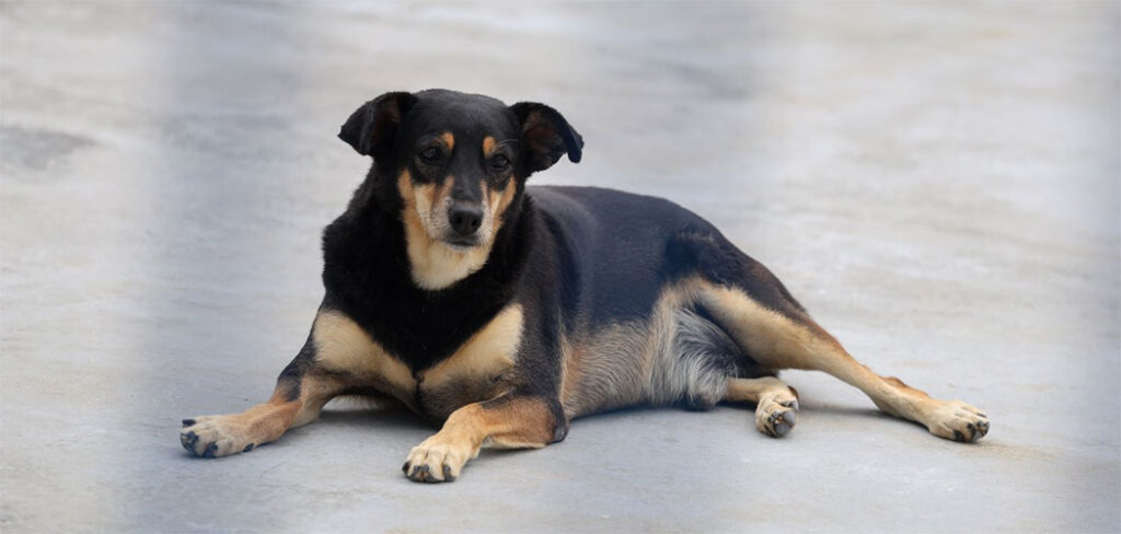 O texto da lei define como cão ou gato comunitário um animal de rua, aquele sem tutor, guarda exclusiva ou confinamento