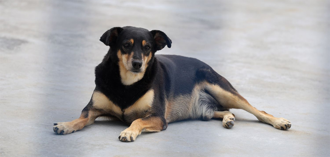 O texto da lei define como cão ou gato comunitário um animal de rua, aquele sem tutor, guarda exclusiva ou confinamento