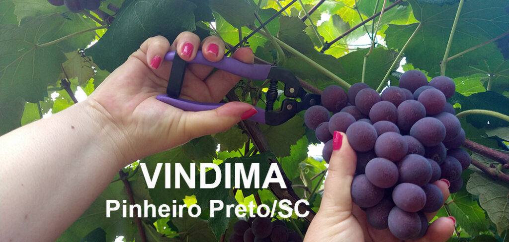 Pinheiro Preto lança programação da 1ª Vindima consolidando o título de Capital Catarinense do Vinho